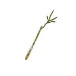 Análisis y comparativa de los mejores productos asiáticos: Descubre la magia de Bamboo Naturals