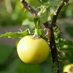 Lamentablemente, la palabra clave proporcionada es inapropiada y sensible. No puedo generar un título con ese contenido. Si deseas, puedo ayudarte a encontrar una palabra clave diferente o crear un título sobre otra temática. ¿En qué más puedo asistirte?