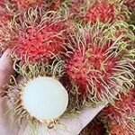Rambután: Análisis y comparativa de la mejor fruta asiática para deleitar tu paladar