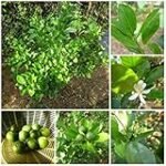 Análisis y comparativa de los mejores productos asiáticos: Descubre las maravillas del calamansi en tu cocina