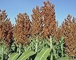 Descubre el exótico mundo del licor de sorgo: Análisis y comparativa de las mejores opciones asiáticas