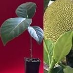 Análisis y comparativa de los mejores productos asiáticos: Jackfruit, la joya exótica del sudeste asiático