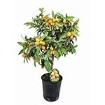 Análisis y comparativa de los mejores productos asiáticos: Descubre el sorprendente sabor del kumquat limón