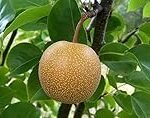 Análisis y comparativa de las mejores peras asiáticas: descubre la variedad y calidad de esta fruta exótica